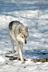Gray Wolf