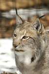 Lynx