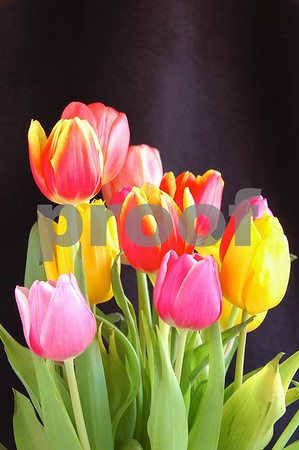Tulips in Black