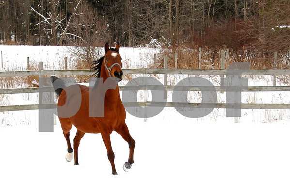 Snow Horse