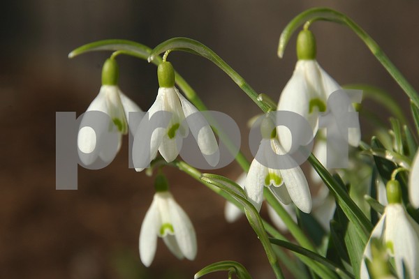 Snowdrop wildflowers