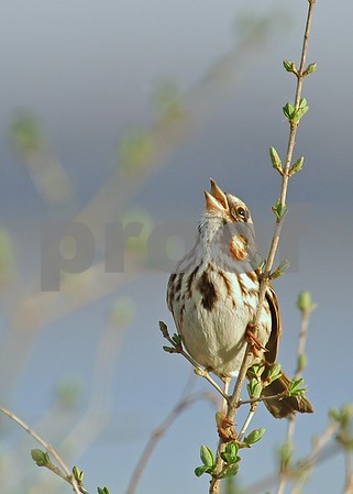 Song Sparrow