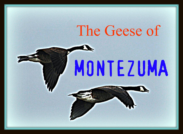 The Geese of Montezuma
