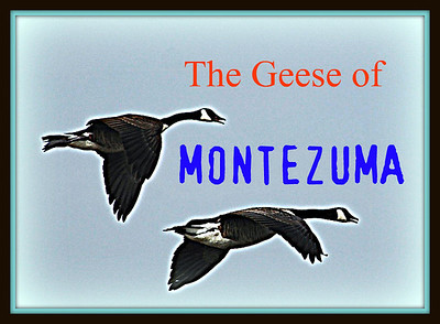 The Geese of Montezuma
