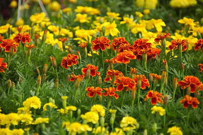 Marigolds