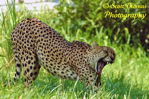 Cheetah yawning at the National Zoo, Washington, DC