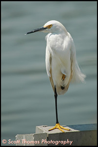 Why do Birds stand on one Leg?