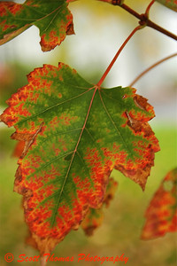Autumn Leaf
