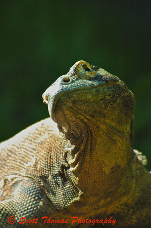 Komodo Dragon on the Maharajah Jungle Trek.