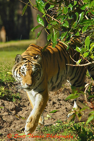 An Asian Tiger stalking as seen from the Maharajah Jungle Trek.