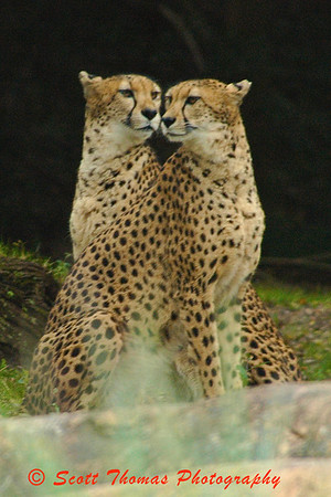 A pair of cheetahs on the Kilimanjaro Safari at 400mm.