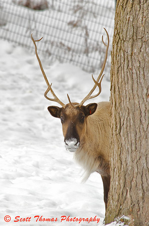 A camera shy Caribou at the Rosamond Gifford Zoo in Syracuse, New York. A camera shy Caribou at the Rosamond Gifford Zoo in Syracuse, New York.