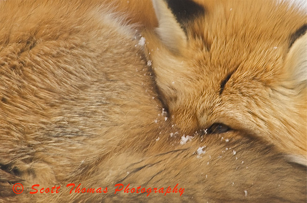 Red Fox curled up for warmth at the Rosamond Gifford Zoo in Syracuse, New York. Red Fox curled up for warmth at the Rosamond Gifford Zoo in Syracuse, New York.