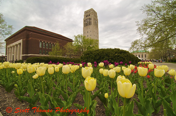 Tulips on the University of Michigan campus with Hill Auditorium and Burton Memorial Tower in the background.