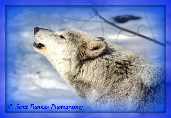 Why are Alaskan Wolves Under Siege?