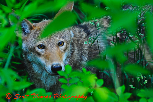 Red Wolf in the Rosamond Gifford Zoo, Burnet Park, Syracuse, New York.
