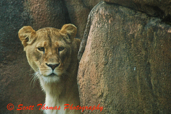 A Lioness takes a break from stalking her brother but still keeps an eye out for another advance during the Sunset Safari at the Rosamond Gifford Zoo in Syracuse, New York.
