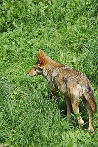 Red Wolf