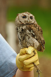 Easter Screech Owl