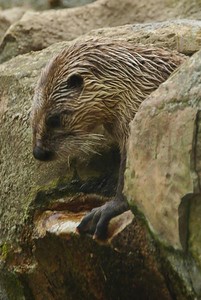 Northern River Otter