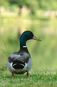 Male Mallard Duck